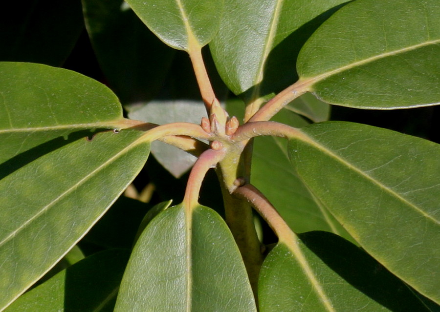 Image of Rhododendron catawbiense specimen.