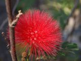 род Calliandra