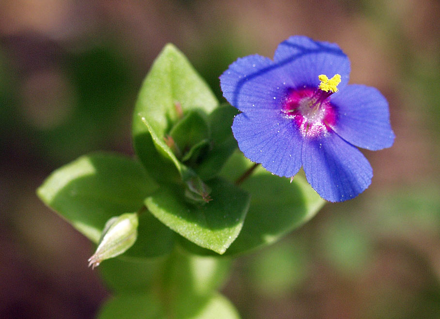 Image of Anagallis arvensis specimen.