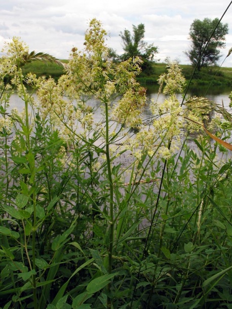 Image of Thalictrum flavum specimen.
