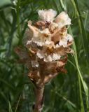 Orobanche lutea. Соцветие. Словения, окр. дер. Dvori, луг. 09.05.2014.