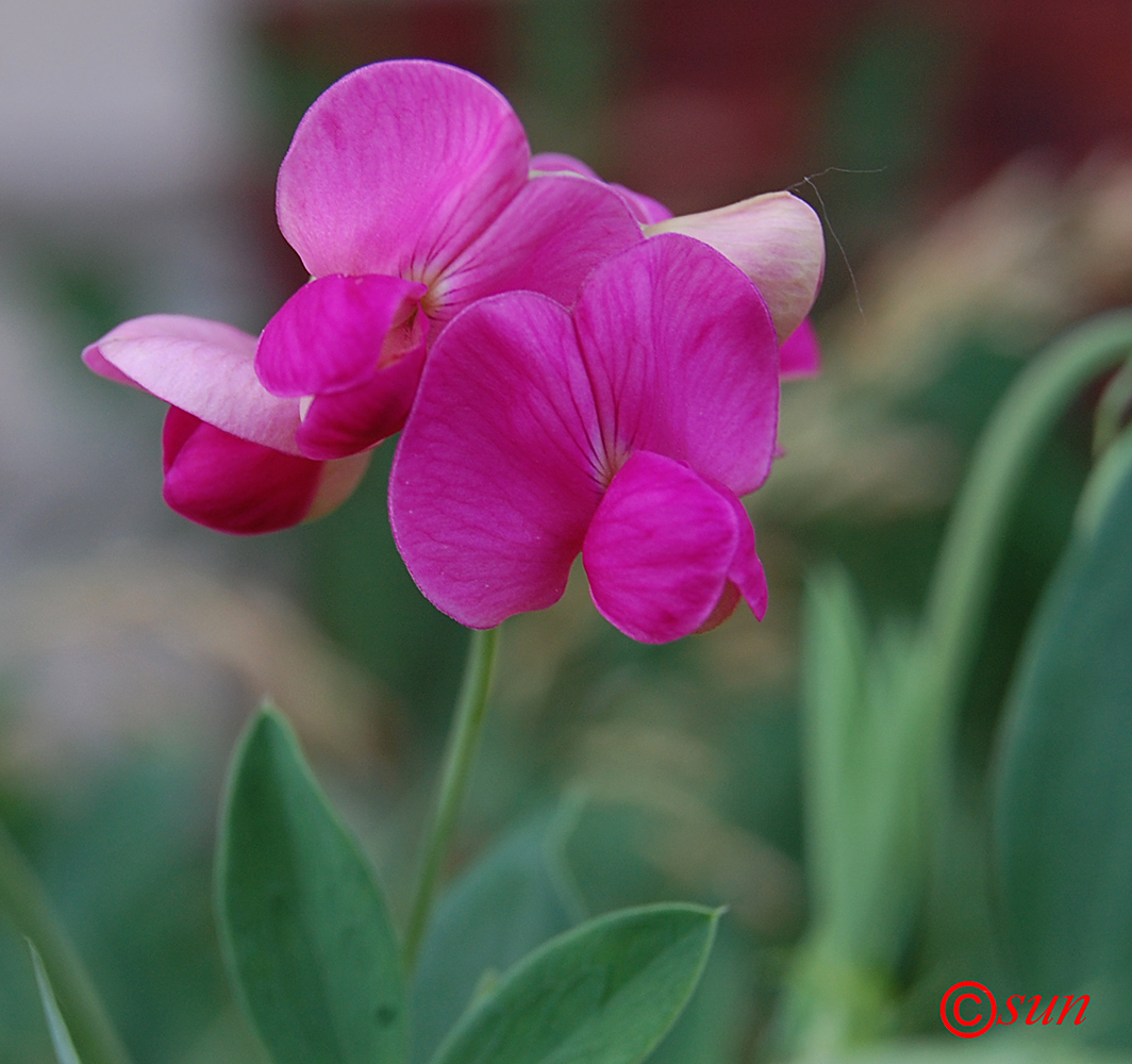 Изображение особи Lathyrus tuberosus.