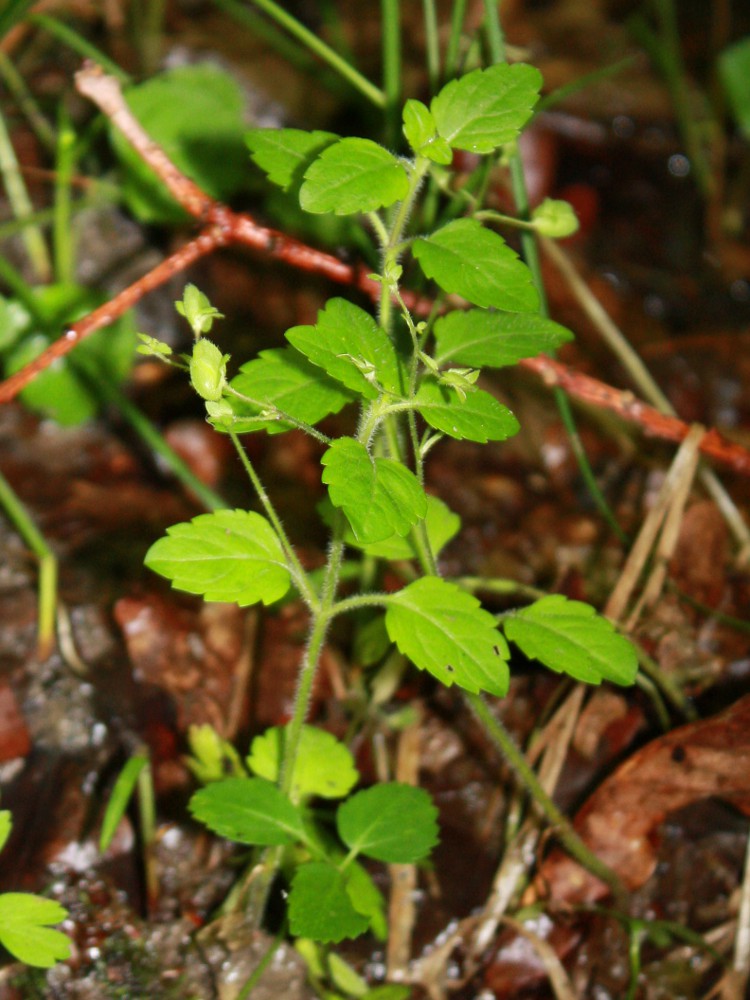 Image of Veronica montana specimen.