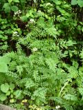 Cardamine impatiens