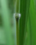 Brachypodium pinnatum