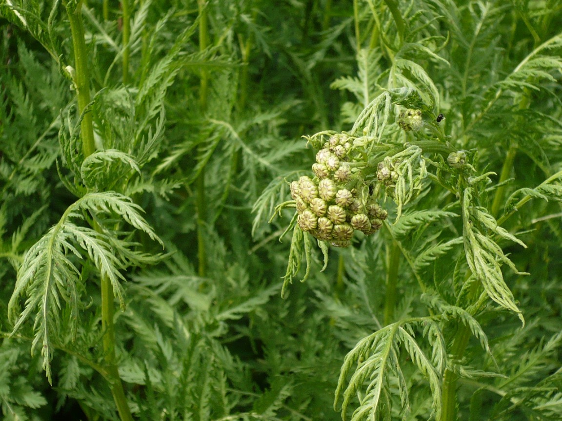 Image of Tanacetum vulgare specimen.