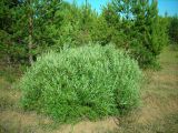 Salix rosmarinifolia. Куст на зарастающей дюне. Удмуртия, Якшур-Бодьинский район, окрестности д. Селычка. 11.07.2009.