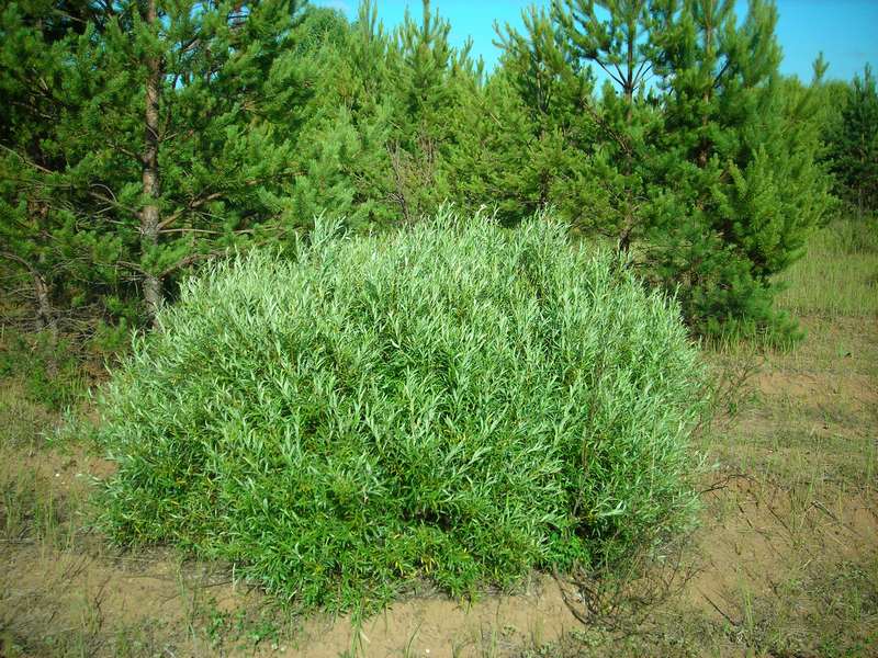 Изображение особи Salix rosmarinifolia.