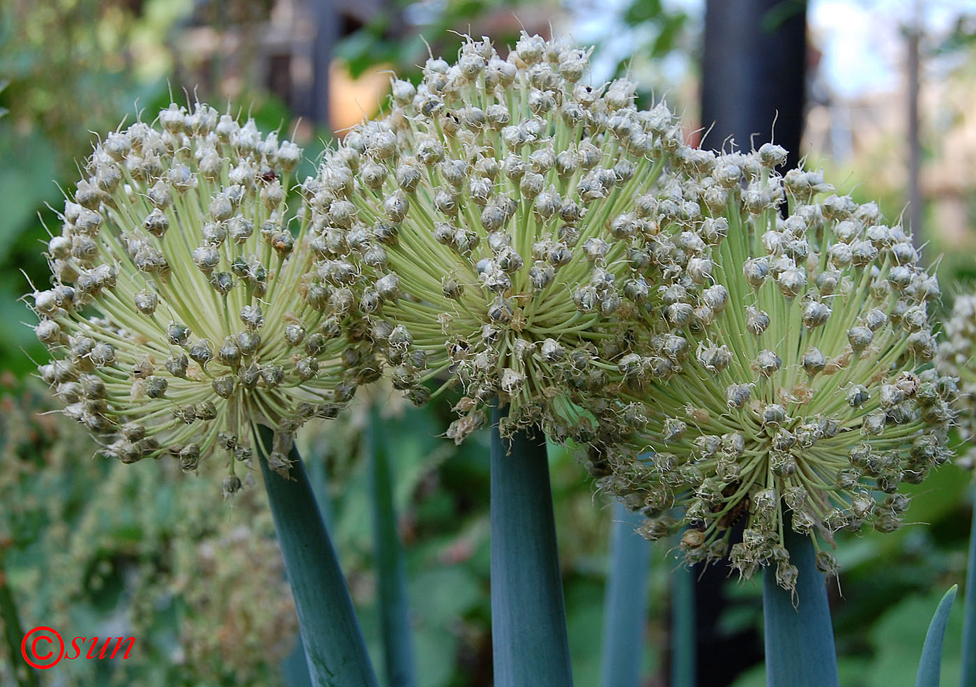 Image of Allium cepa specimen.