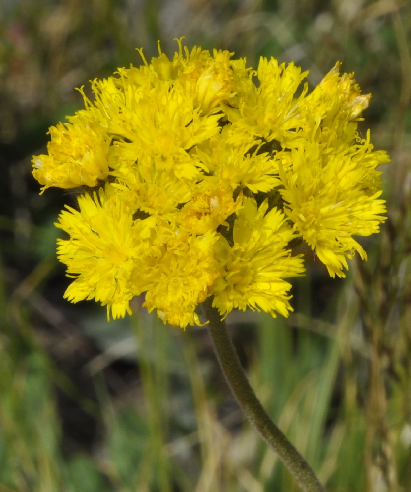 Image of Pilosella alpicola  specimen.