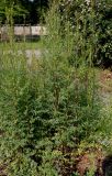 род Thalictrum
