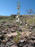 Delphinium rugulosum