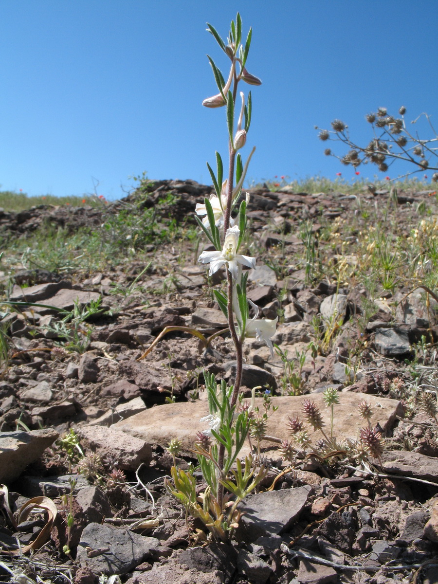 Image of Delphinium rugulosum specimen.
