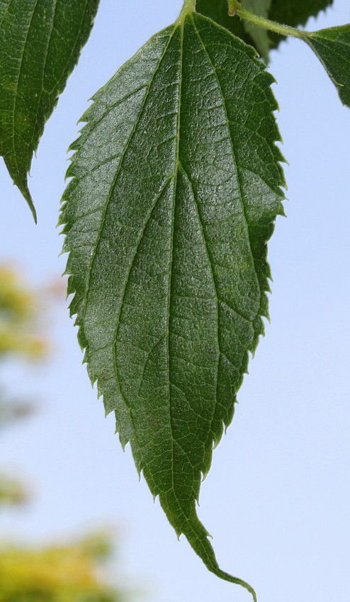 Изображение особи Celtis australis.