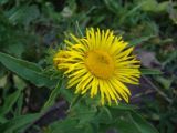 Inula hirta