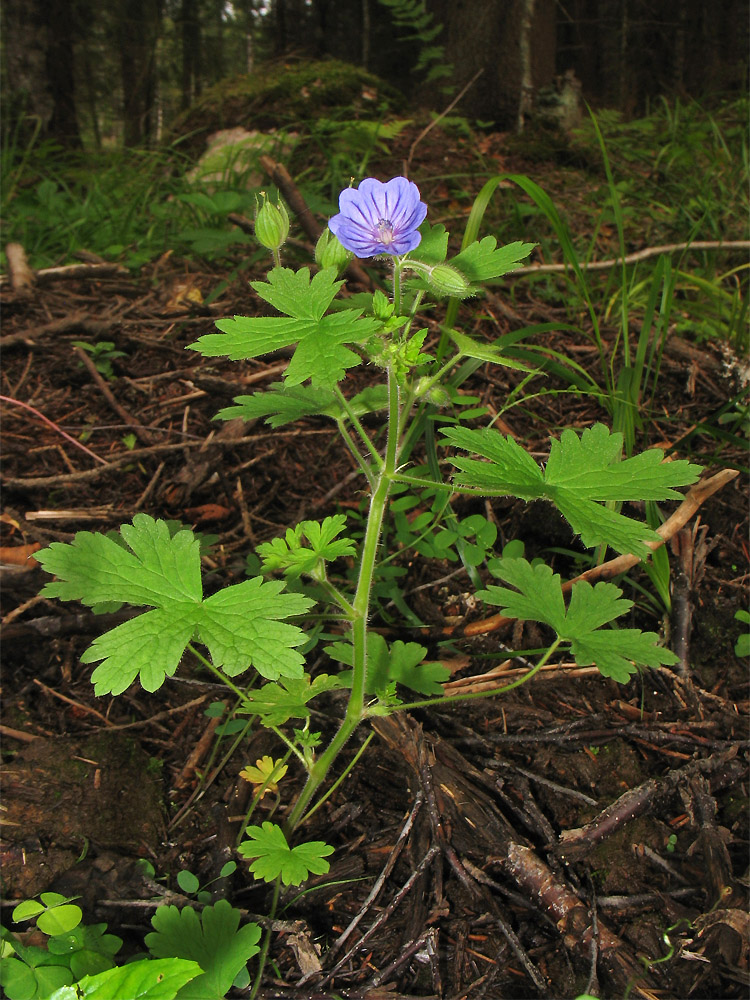 Изображение особи Geranium bohemicum.