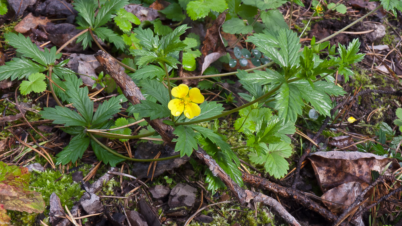 Изображение особи Potentilla erecta.