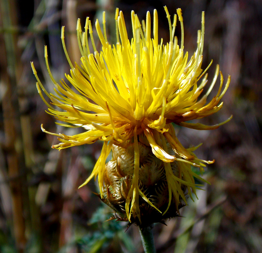 Image of Centaurea orientalis specimen.