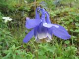 Aquilegia sibirica