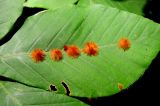 Fagus orientalis