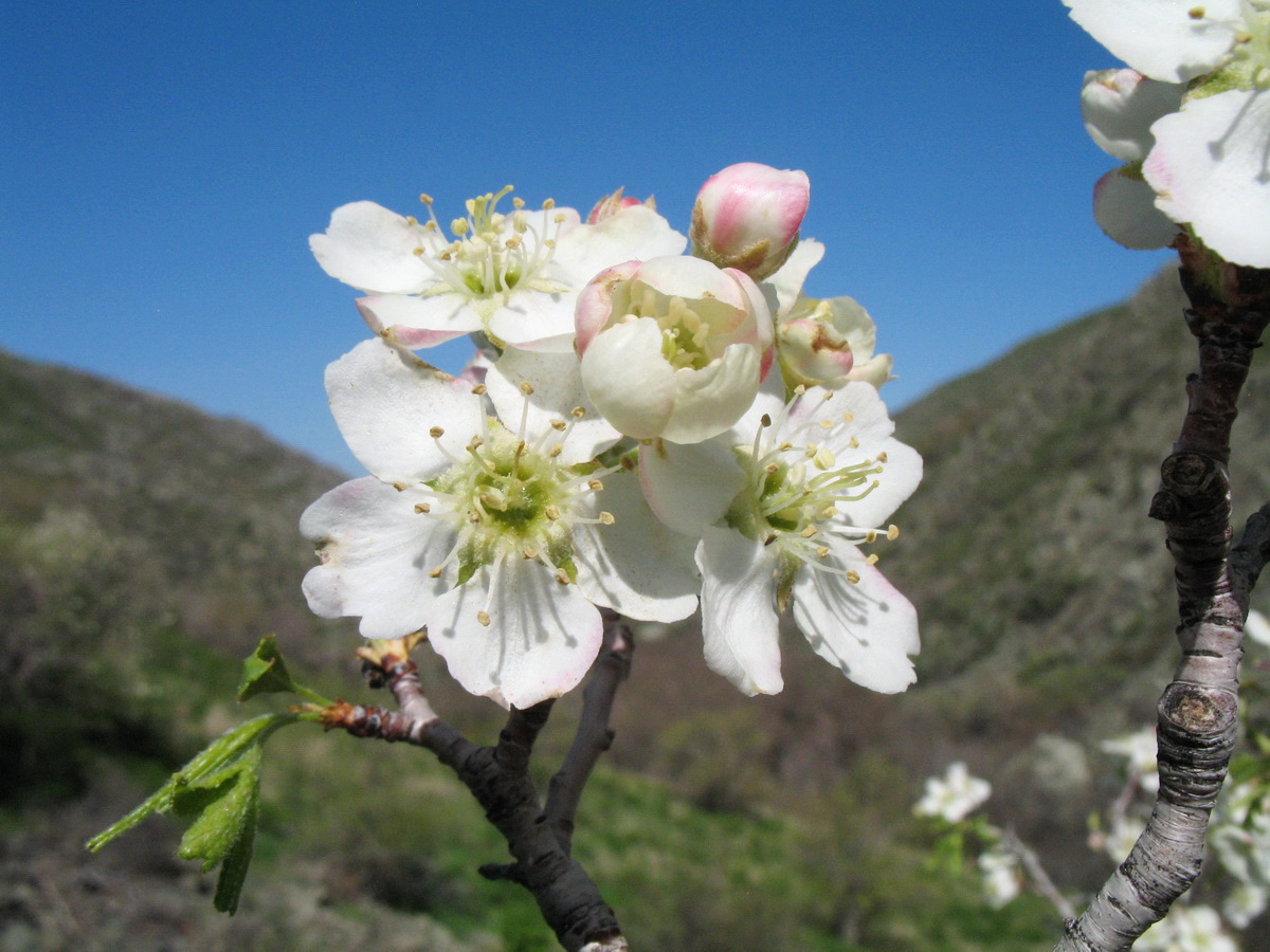 Image of Pyrus regelii specimen.