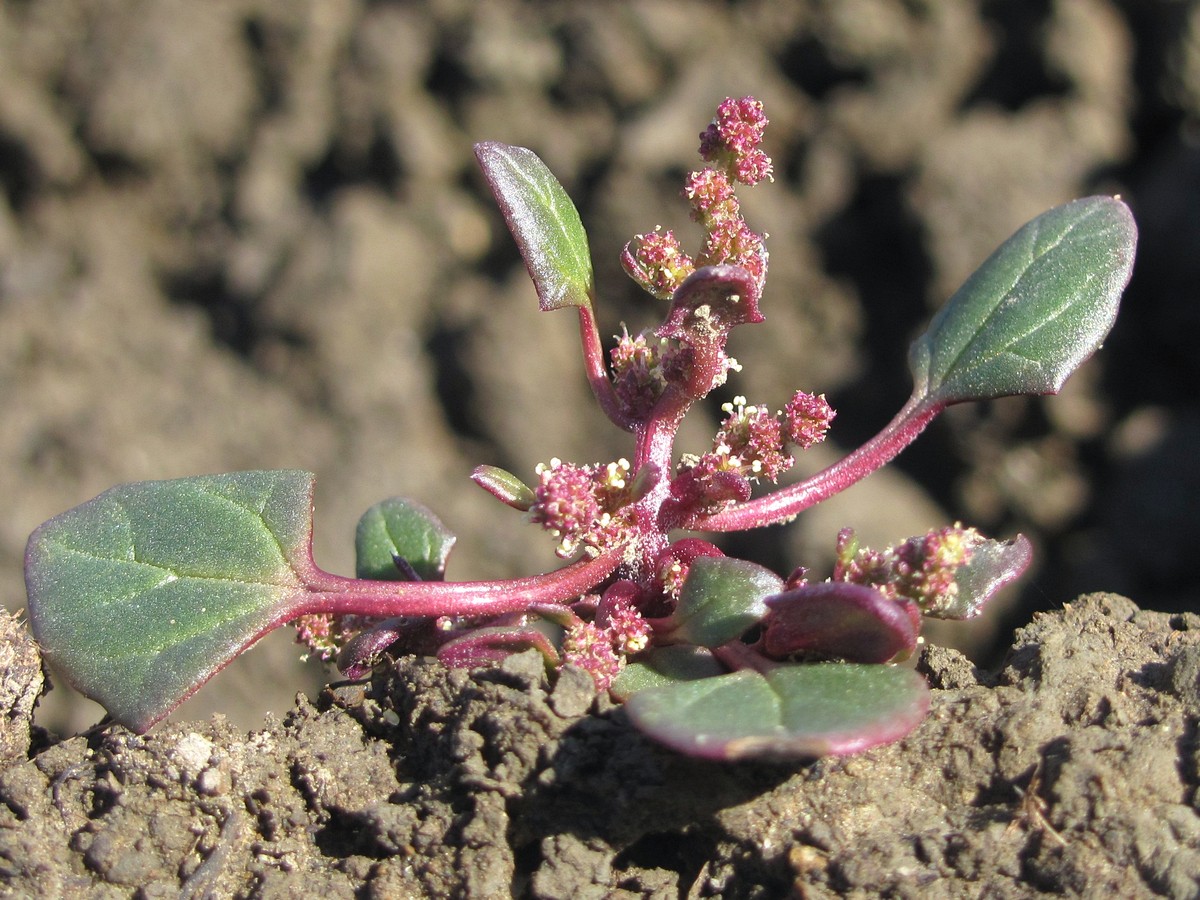 Image of Oxybasis chenopodioides specimen.