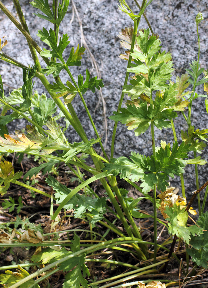 Image of Aulacospermum turkestanicum specimen.