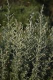 Artemisia absinthium