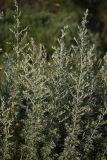 Artemisia absinthium. Побеги. Белгородская обл., окр. пос. Борисовка, обочина дороги на рыбхоз. 30.06.2009.