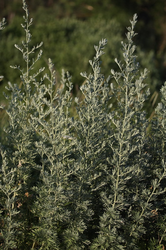 Изображение особи Artemisia absinthium.