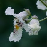 Catalpa ovata. Цветок (вид сбоку). Белгородская обл., пос. Борисовка, дендрарий заповедника. 28.06.2009.