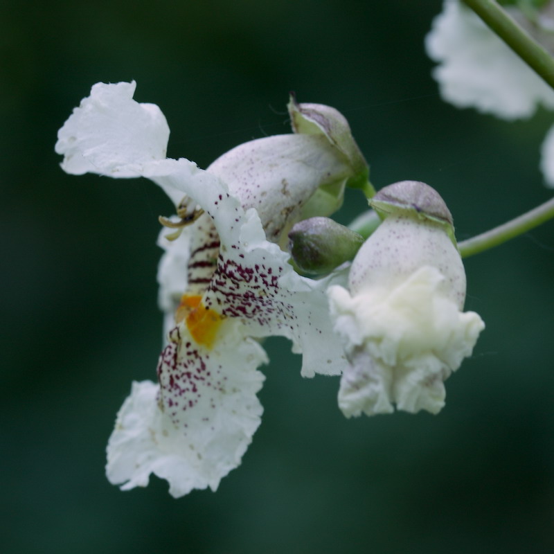 Изображение особи Catalpa ovata.