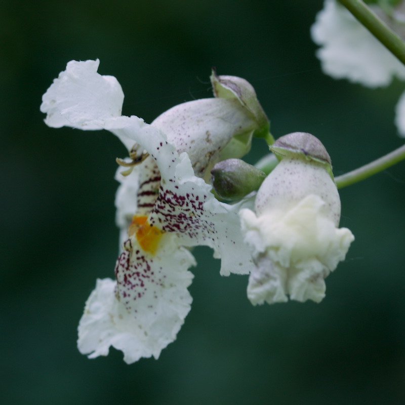 Image of Catalpa ovata specimen.