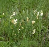 Lathyrus lacteus