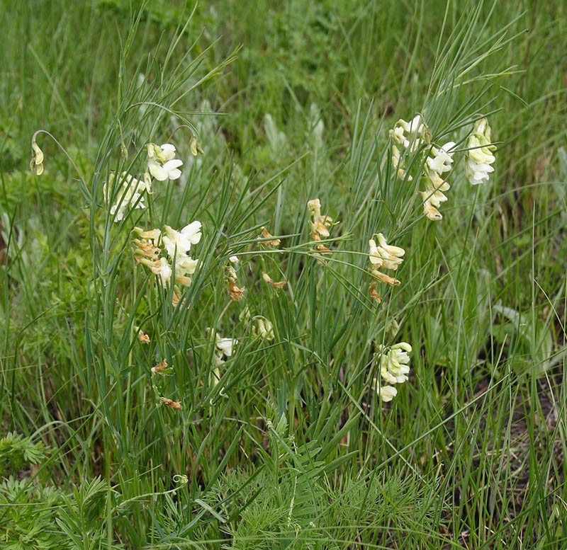 Image of Lathyrus lacteus specimen.