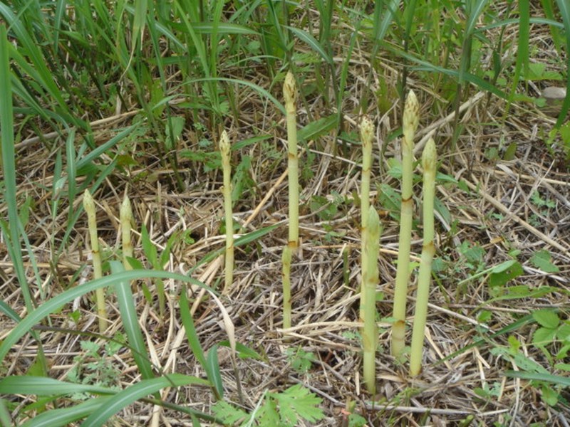 Image of Gastrodia elata specimen.