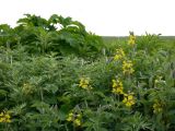 Thermopsis lupinoides