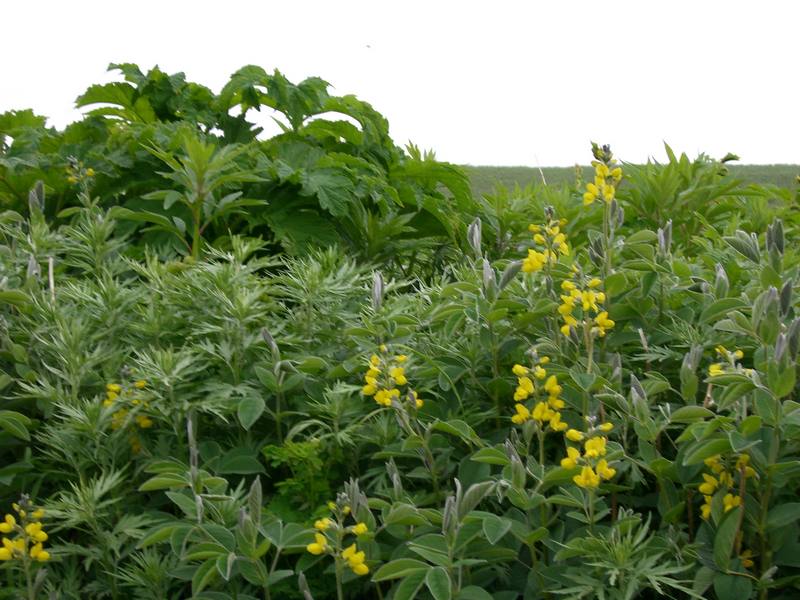 Image of Thermopsis lupinoides specimen.