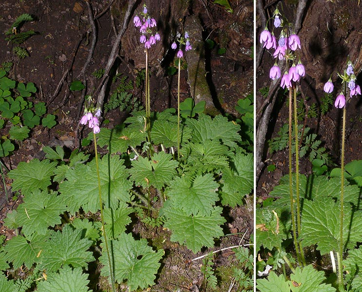 Image of Cortusa matthioli specimen.