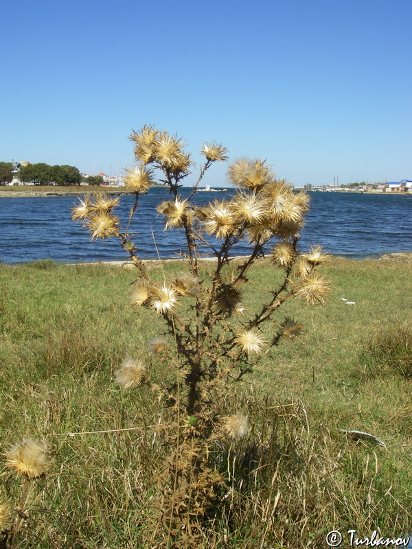Изображение особи Cirsium vulgare.