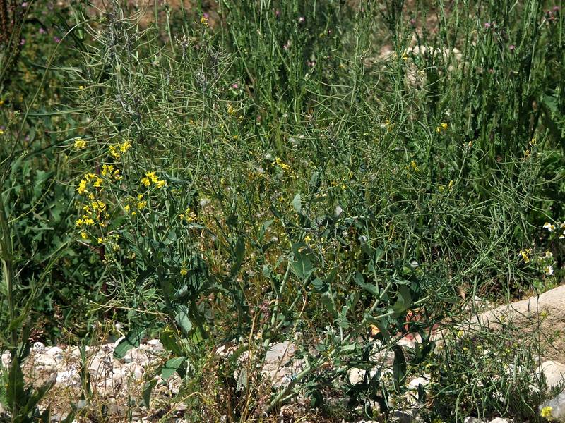 Image of Brassica napus specimen.