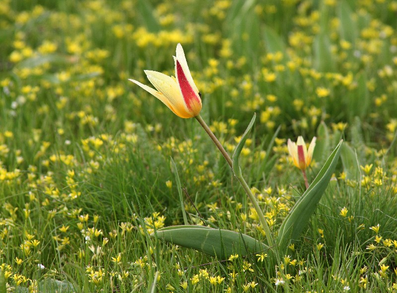 Image of Tulipa berkariensis specimen.