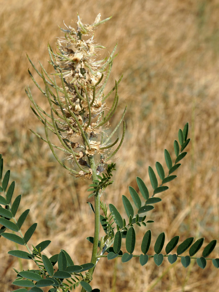 Изображение особи Pseudosophora alopecuroides.