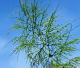 Equisetum sylvaticum. Часть побега. Московская обл., Раменский р-н, окр. ж.-д. платформы Хрипань, залежь, окраина поля. 30.07.2015.