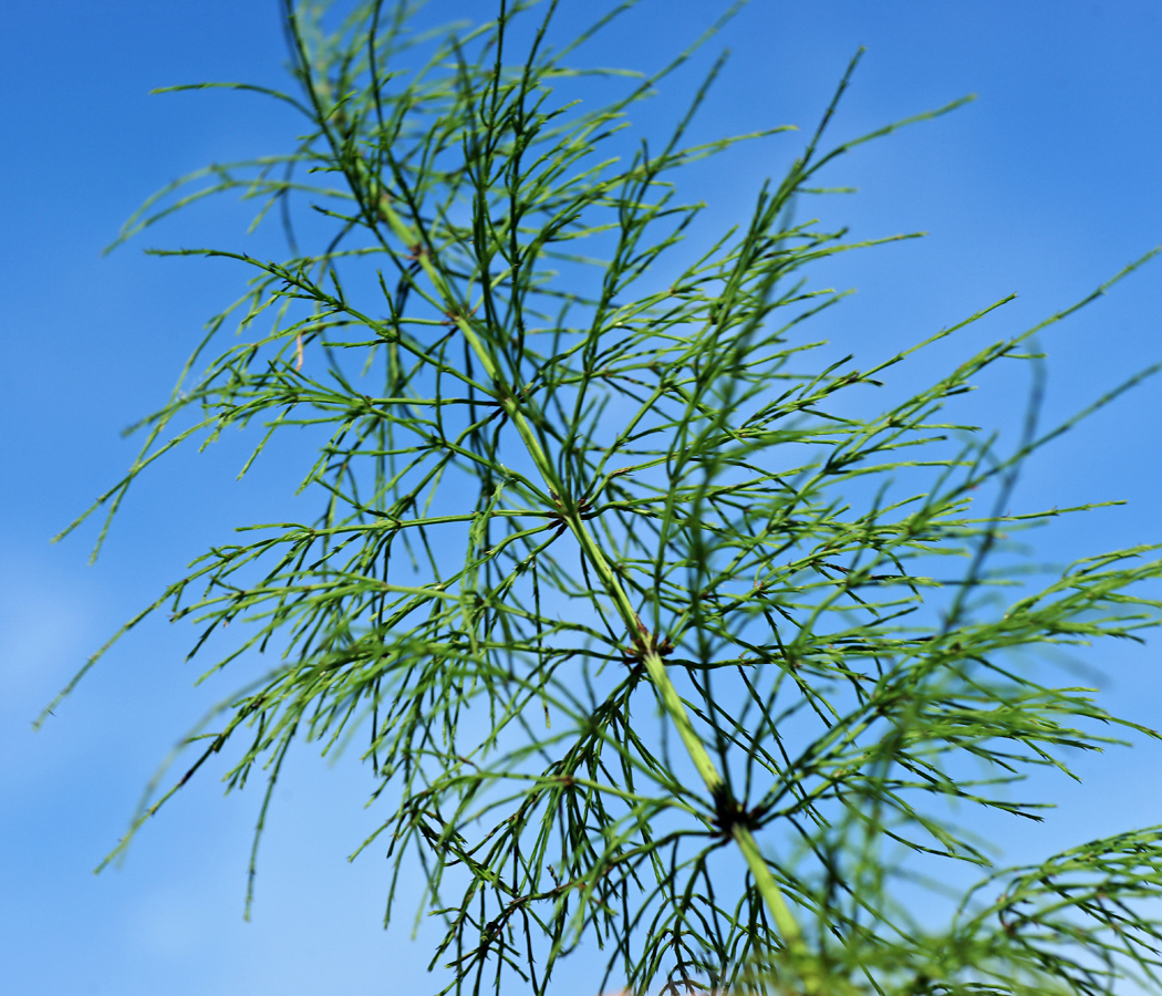 Изображение особи Equisetum sylvaticum.