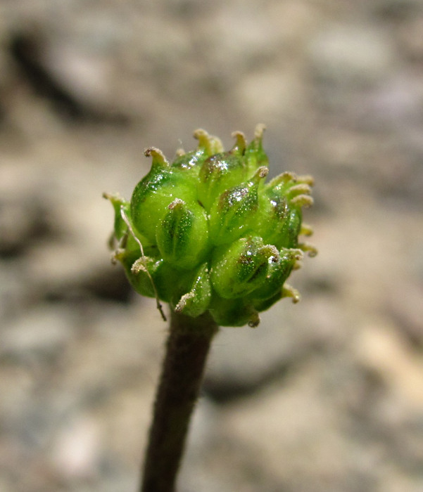 Изображение особи Ranunculus oreophilus.
