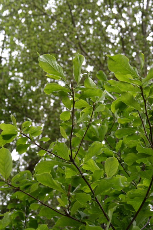 Image of Magnolia × soulangeana specimen.
