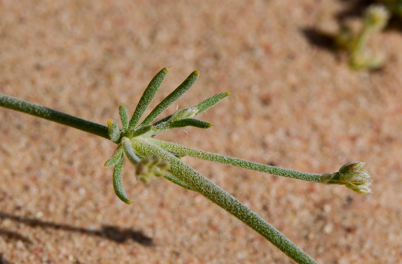 Изображение особи Polycarpaea repens.