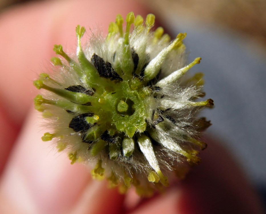 Image of Salix phylicifolia specimen.