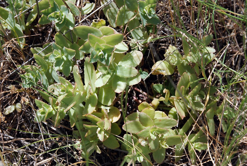 Image of Hylotelephium stepposum specimen.